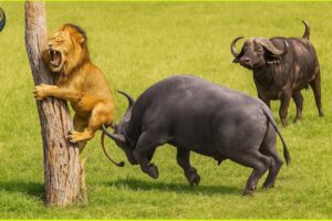 Most Horrific Moments When Deadly Horns Crush Predators | Animal Fights