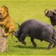 Most Horrific Moments When Deadly Horns Crush Predators | Animal Fights