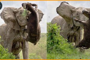 Most Unbelievable Elephant Attacks Caught on Camera | Animal Fights