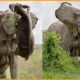 Most Unbelievable Elephant Attacks Caught on Camera | Animal Fights