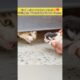 Mother Cat Hides Under the Car To Protect Her Kittens 😿💔 #shorts #cat #rescue