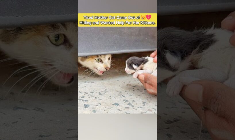 Mother Cat Hides Under the Car To Protect Her Kittens ๐ฟ๐ #shorts #cat #rescue
