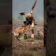 Mother Fox Fights For Her Children! #rescue #animals #wildlife