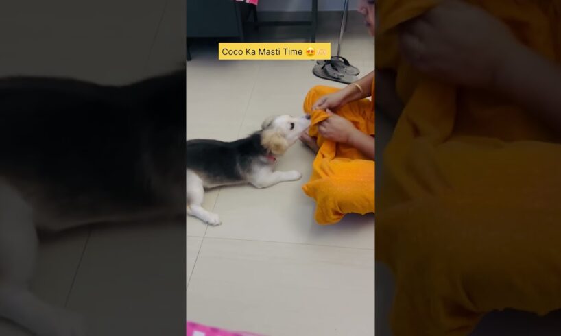 Mummy Ka Dulara 😍🫶🏻 #shorts #cute #puppy #puppylove #dog #doglove #cutebaby #viralvideo