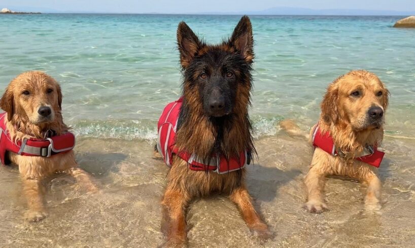 My Dogs Have a Beach House Vacation and Don’t Want to Leave
