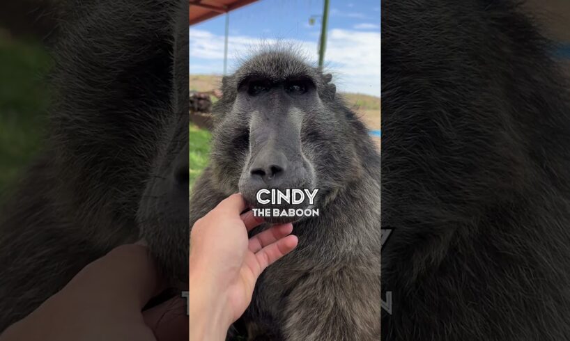 My life with orphaned animals in Namibia 🇳🇦🌍❤️ #animalrescue #animals #animallover #africa