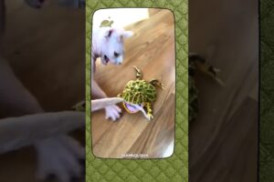 Nature's Weirdest (and FUNNIEST) Animal Fights #shorts