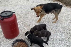 Not in Chains Anymore! The German Shepherd and her Puppies! - Takis Shelter