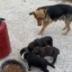 Not in Chains Anymore! The German Shepherd and her Puppies! - Takis Shelter