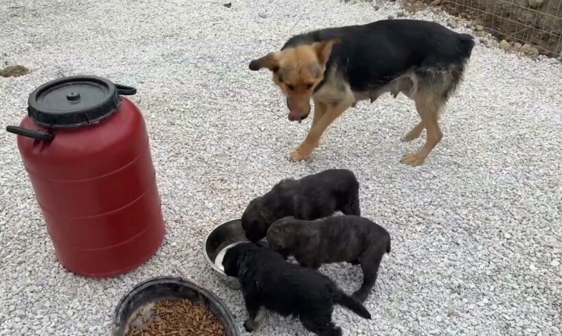 Not in Chains Anymore! The German Shepherd and her Puppies! - Takis Shelter