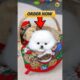 ORDER NOW CUTE PUPPY PRODUCTS | Pomeranian puppies viral shorts #shorts #trending #cutepuppy #pets