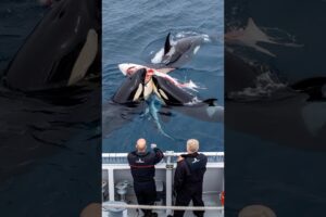 [Ocean Life & Death] Orcas Hunt Great White Shark – Ferocious Attack! #OrcaHunt, #LifeOrDeath