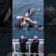 [Ocean Life & Death] Orcas Hunt Great White Shark – Ferocious Attack! #OrcaHunt, #LifeOrDeath