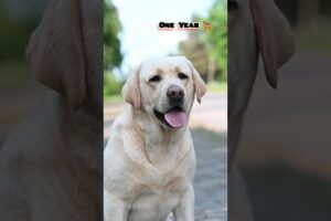 One Month to One Year Labrador transformation #feed #transformation #labrador #puppy #cute #love