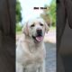 One Month to One Year Labrador transformation #feed #transformation #labrador #puppy #cute #love