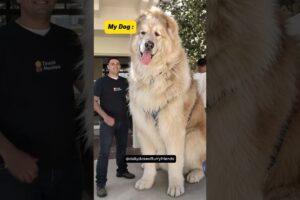 Other People's Dogs Vs My Dog 😂 (pt.32) #shorts #dog