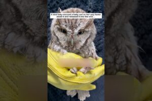 Owl Baby Encounter #animalfriendshipgoals #wildliferescue #rescue #animals  #cute #lovestory #owl