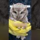 Owl Baby Encounter #animalfriendshipgoals #wildliferescue #rescue #animals  #cute #lovestory #owl