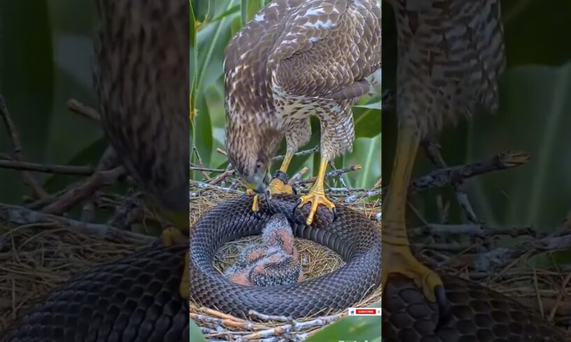Parent Eagle Fights a Venomous Snake in its Nest🦅🐍#WildlifeBattle#AnimalBehavior#NatureVideos#Shorts