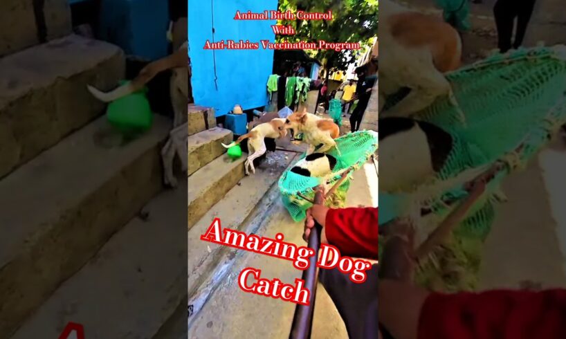 Perfect Dog Catcher Davanagere City #shorts #ytshortsindia #dog #streetdogrevival #rescue