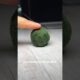 Pet that lives 100+ years 😳 #pets  #animals #shorts
