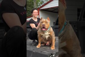 Pitbull Dog power Full DOG STATUS video #pitbull #facts #americanbully #dog #facts #shorts #ytshorts