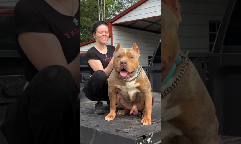 Pitbull Dog power Full DOG STATUS video #pitbull #facts #americanbully #dog #facts #shorts #ytshorts