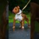 Pitbull Dog power Full DOG STATUS video #pitbull #facts #dog #shorts #dogfacts #ytshorts #yt