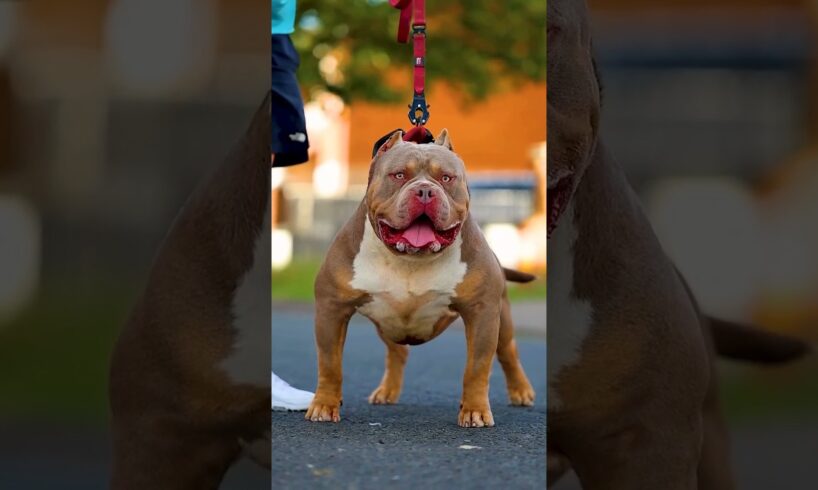 Pitbull Dog power Full DOG STATUS video #pitbull #facts #dog#pitbull#facts#dogfacts#abhiloiya#shorts