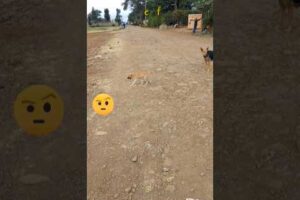 Playing Puppy #nature #animals #wildlife #cute #pets #dogshorts #dog #shortvideo #shorts