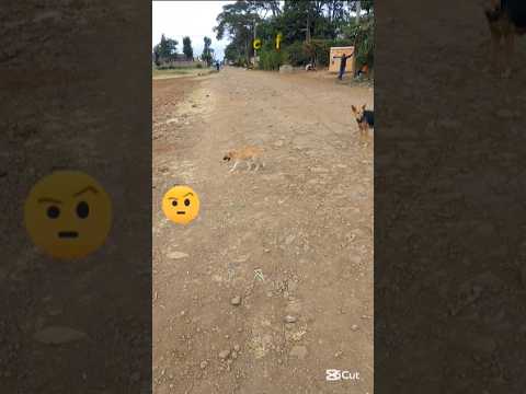 Playing Puppy #nature #animals #wildlife #cute #pets #dogshorts #dog #shortvideo #shorts