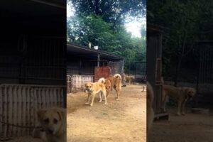 Playing #dog #dogfunny #dogvideo #doggielife