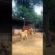 Playing #dog #dogfunny #dogvideo #doggielife