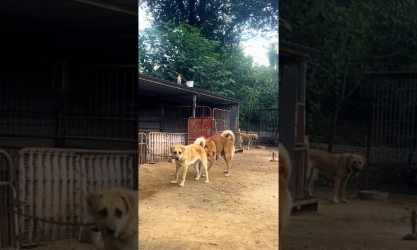 Playing #dog #dogfunny #dogvideo #doggielife