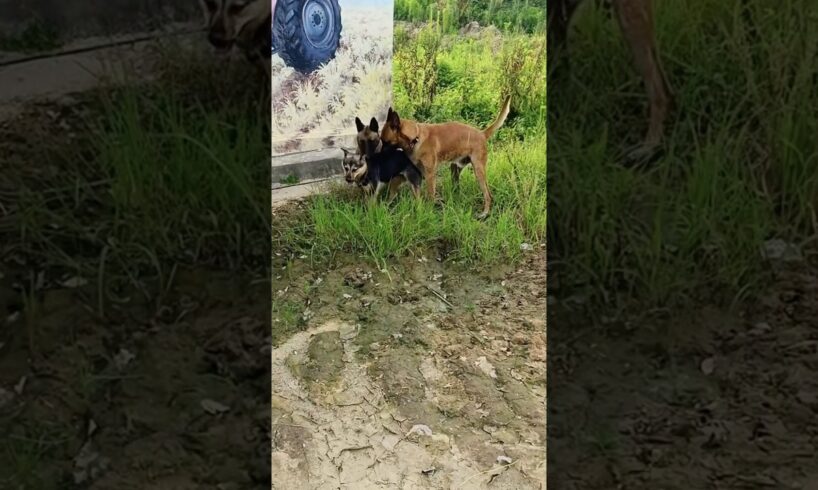 Playing #dog#dogs#dogfunny#doglife