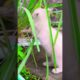 Playing time 🐈🥰😍😺 #cat #shortsvideo #cutecat