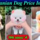 Pomeranian Dog Price In India | cute pom dog price | Pomeranian puppies | cute puppy viral | Lili