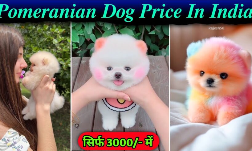 Pomeranian Dog Price In India | cute pom dog price | Pomeranian puppies | cute puppy viral | Lili