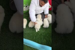 Pomeranian Pomeranian baby idiot puppy cute How pleasant it is to have a group of little Pomeis
