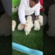 Pomeranian Pomeranian baby idiot puppy cute How pleasant it is to have a group of little Pomeis