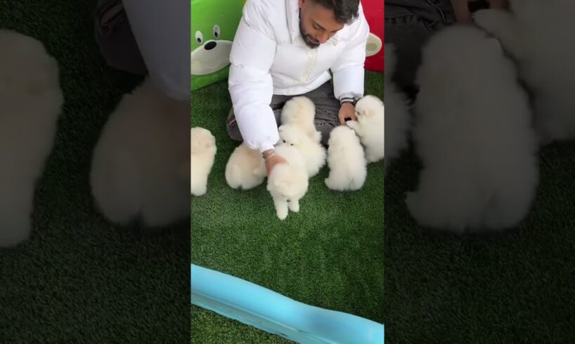 Pomeranian Pomeranian baby idiot puppy cute How pleasant it is to have a group of little Pomeis