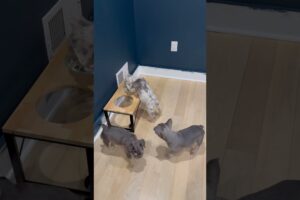 Puppies finding the BIG dog bowl French Bulldog 10 weeks #puppy #puppies #dog #pets #shorts