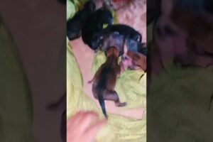 Puppies 🐶 #puppy #cute #animals #fox #shortvideo