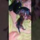 Puppies 🐶 #puppy #cute #animals #fox #shortvideo