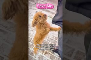 Puppy Dog Abandoned in Snow & Shivering with cold #bravedog
