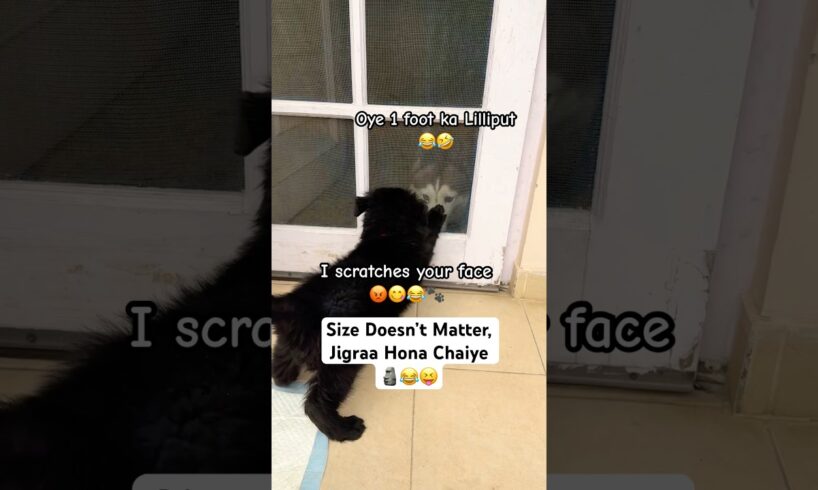 Puppy Fights Back Husky😱😂 #germanshepherd #puppy #huskydog