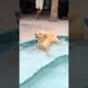 Puppy Plays In Pool For The First Time!