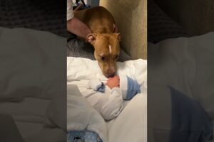 Puppy Reacts To Meeting Baby For First Time