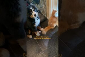 Puppy Spends A Whole Year Learning Cat's Love Language | The Dodo