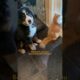 Puppy Spends A Whole Year Learning Cat's Love Language | The Dodo